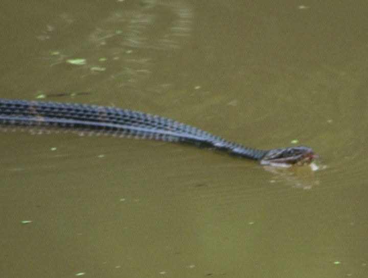 Broad-banded Water Snake